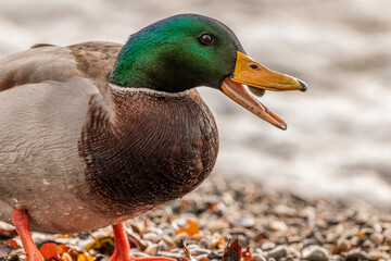 Stockente an einem Sonnigen Herbsttag am Bodensee