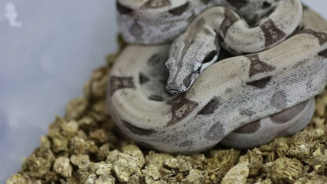 Closeup footage of a boa constrictor