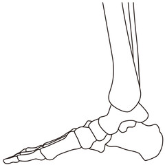 足の骨格図　右足内側