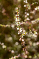 close up of a leaves