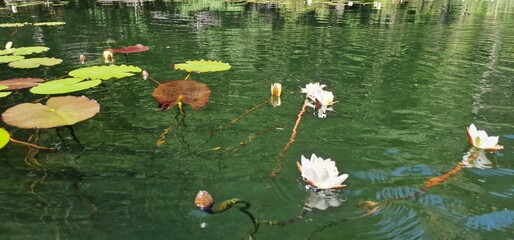 timber piles trees under the water level in lake piburg austria