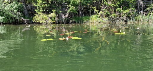 timber piles trees under the water level in lake piburg austria