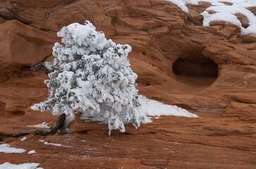Frosted juniper on red rocks