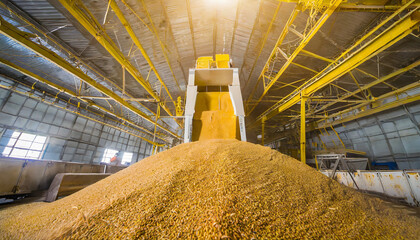 Loading process of wheat grain in elevator granary warehouse. Agro manufacturing plant equipment....