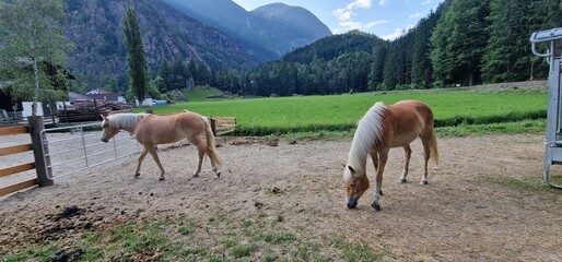Horses on pasture in the Austrian Alps create a scene of bucolic beauty, where the majestic creatures graze freely against a backdrop of stunning alpine landscapes. The expansive meadows provide a nat