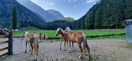 Horses on pasture in the Austrian Alps create a scene of bucolic beauty, where the majestic creatures graze freely against a backdrop of stunning alpine landscapes. The expansive meadows provide a nat