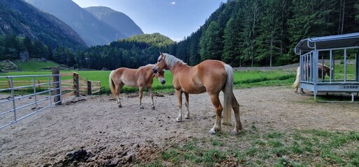 Obraz premium Horses on pasture in the Austrian Alps create a scene of bucolic beauty, where the majestic creatures graze freely against a backdrop of stunning alpine landscapes. The expansive meadows provide a nat