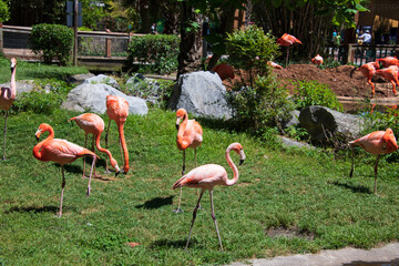 Flamboyant colors of flamingo feeding in the sun at the Botanical Garden