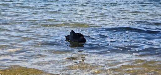 Coots are medium-sized water birds that are members of the rail family, Rallidae. They constitute the genus Fulica, the name being the Latin term for 