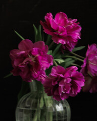 bouquet of dark red lilac tulips in glass vase on dark background. flower bouquet in vase on table. Gift interior decoration. florist, decorator. Flower shop.