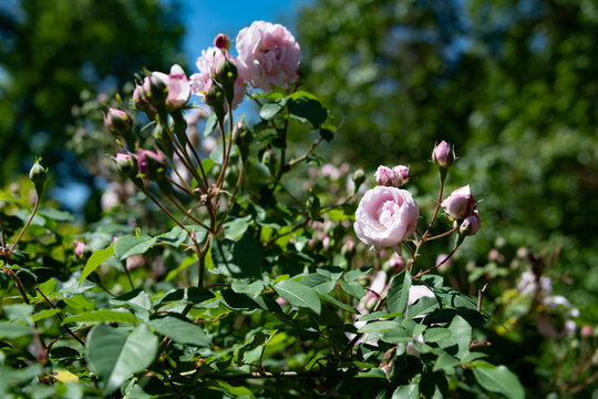 Close-up of Light Pink Rosa blush noisette in bloom