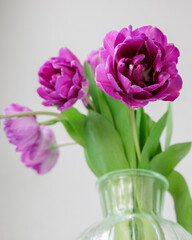 Close up of bouquet of dark red lilac tulips in glass vase on light background. flower bouquet in vase on table. Gift interior decoration. florist, decorator. Flower shop.