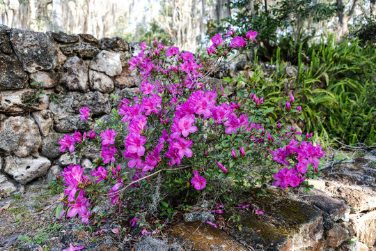 Swamp Azaleas blooming in the sunshine at the Ravine Gardens State Park