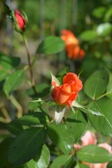 Selective focus of orange Garden roses with green leaves in the garden