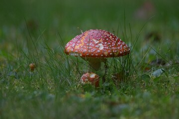 Closeup of a beautiful Fly agaric Fungus growing from grass