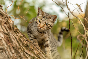 A striped bengal mix cat playing and climbing on a tree in autumn outdoors