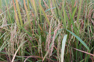 close up of paddy rice - 676979005