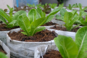 Fresh organic green cos lettuce growing on a natural farm. - 676979016