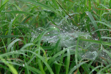 water drops on the green grass close up - 676979022