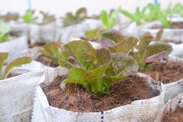 Fresh organic red cos lettuce growing on a natural farm. - 676979027
