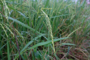 close up of paddy rice - 676979030