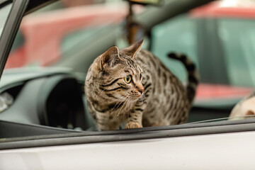 A striped bengal cat looking out of a car window; cat travel concept