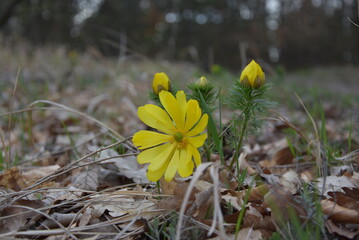 Closeup of a beautiful Adonis vernalis flower growing in a garden