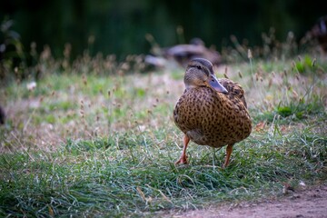 Naklejka na ściany i meble Selective focus shot of a mallard duck perched on grass