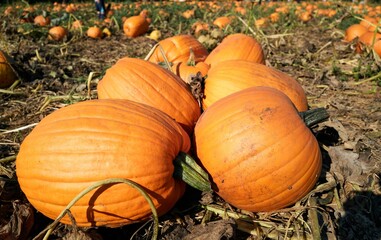 Closeup of pumpkins in a patch