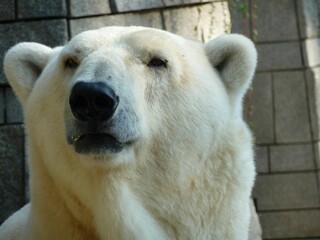 Closeup of white bear head