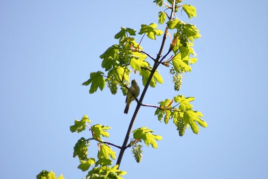 Icterine warbler bird perching on a berries tree branch under the blue sky on a sunny day