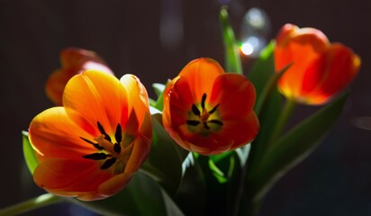 red and yellow tulip
