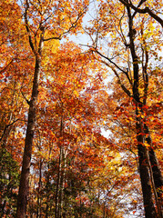 autumn in the park