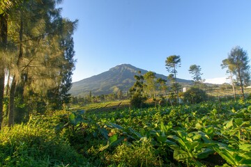 Fototapeta na wymiar Landscape with tea plantation, trees and a mountain in the background on a sunny day