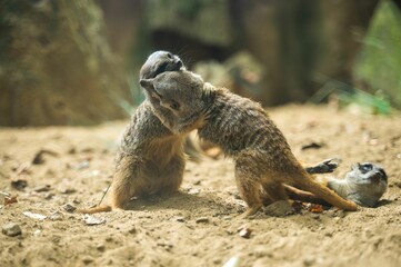 Closeup shot of little meerkat mongooses fighting on the sandy ground