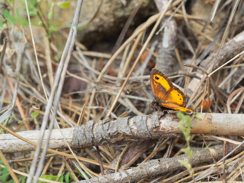 Pyronia tithonus
