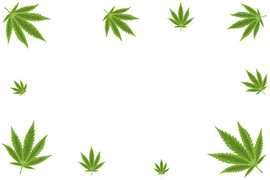 several marijuana leaves form a landscape frame without a background