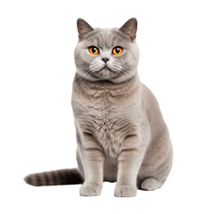 Obraz premium British Shorthair cat, full-bodied and poised, showcased against a clear, transparent background, highlighting its plush coat and sturdy build.
