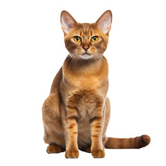 Burmese cat with sleek coat and alert golden eyes, captured in a full-body pose against a transparent background, showcasing its elegant physique.