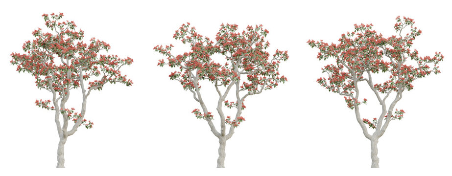 Old tree erythrina variegata on transparent background, png plant, 3d render illustration.