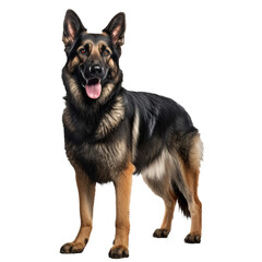 A full-body image of a German Shepherd dog displayed against a transparent background, showcasing its poised stance and features.