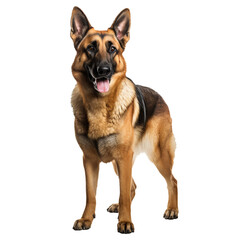 German shepherd standing side view, full body visible, on transparent background, depicting the breed's stature & features.