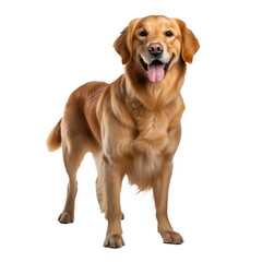 Golden retriever, full-body pose, on transparent background, showcasing its fluffy golden fur and friendly demeanor.