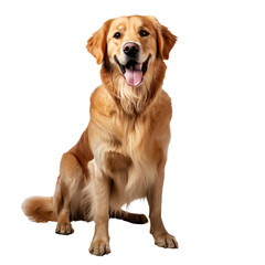 Golden retriever in full view, poised and alert, radiating warmth, displayed against a clear backdrop for versatile use.