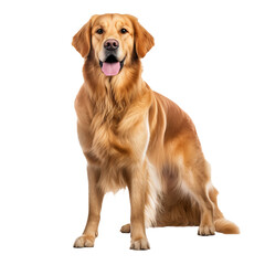 Golden retriever dog, full body displayed, stands on a clear transparent background, showcasing its friendly demeanor and lush coat.