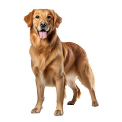 Golden retriever, full-body, standing on a transparent background, showcasing its lush coat and friendly demeanor.