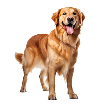 Golden retriever in full stands alert on a clear background, showcasing its fluffy golden coat and friendly demeanor.