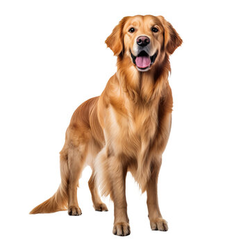 Golden Retriever dog: full body depiction isolated on a transparent background, showcasing the breed's warm, lush fur and friendly demeanor.