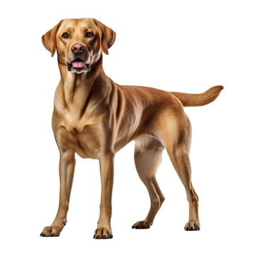 A full body image of a Labrador Retriever, standing poised, displayed against a transparent background for clear visibility.