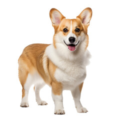 Pembroke Welsh Corgi, full body displayed, stands alert on a transparent background, showcasing its short stature and foxy features.